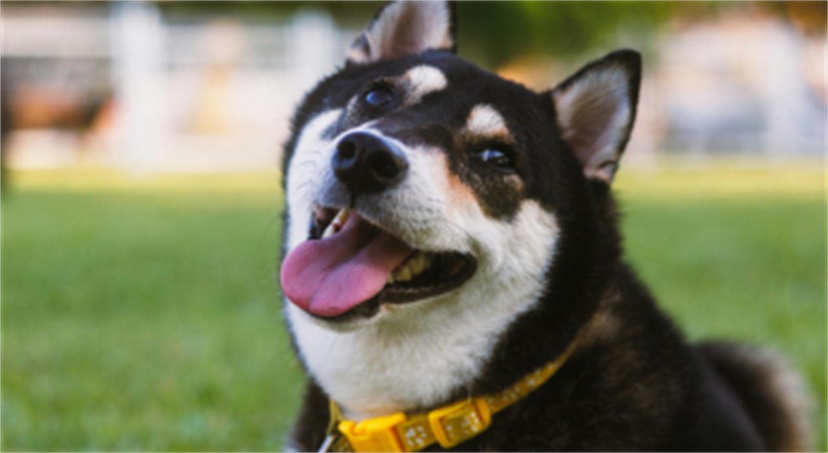 Dog Days of Summer