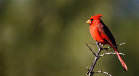 cardinal on tree