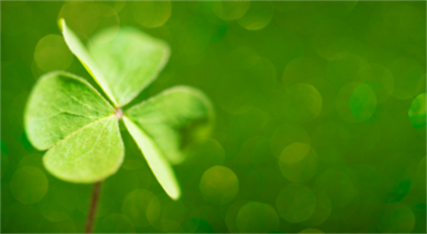 clover on green background